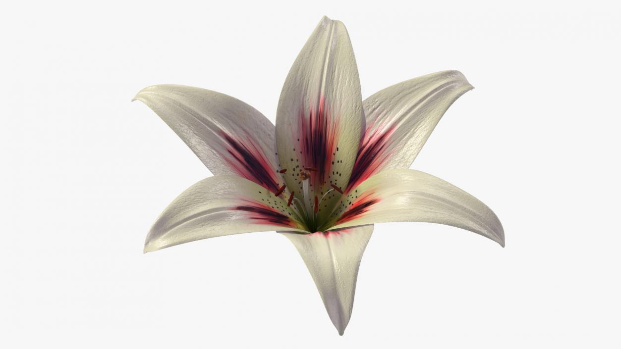 3D Realistic Lily Flower