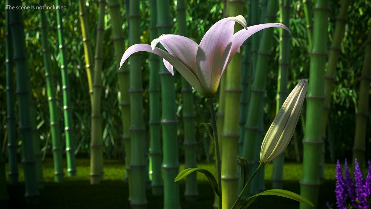 3D Realistic Lily Flower