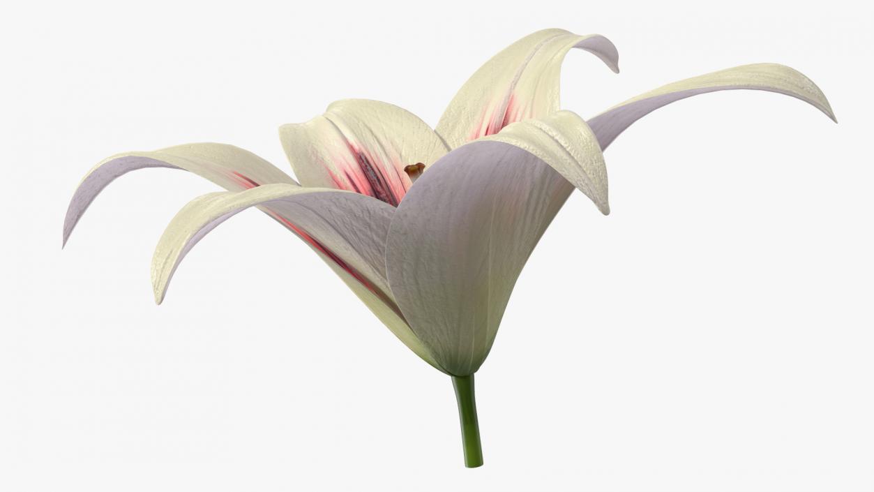 3D Realistic Lily Flower