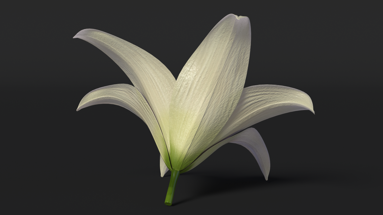 3D Realistic Lily Flower