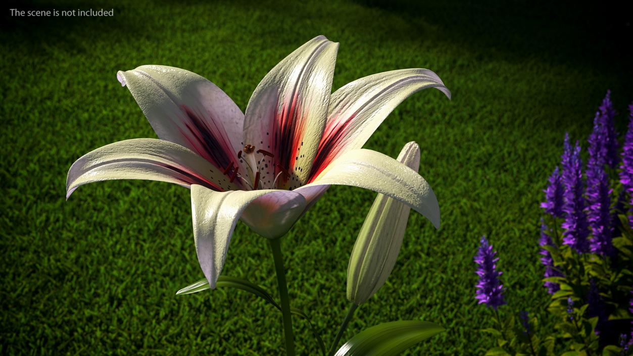 3D Realistic Lily Flower