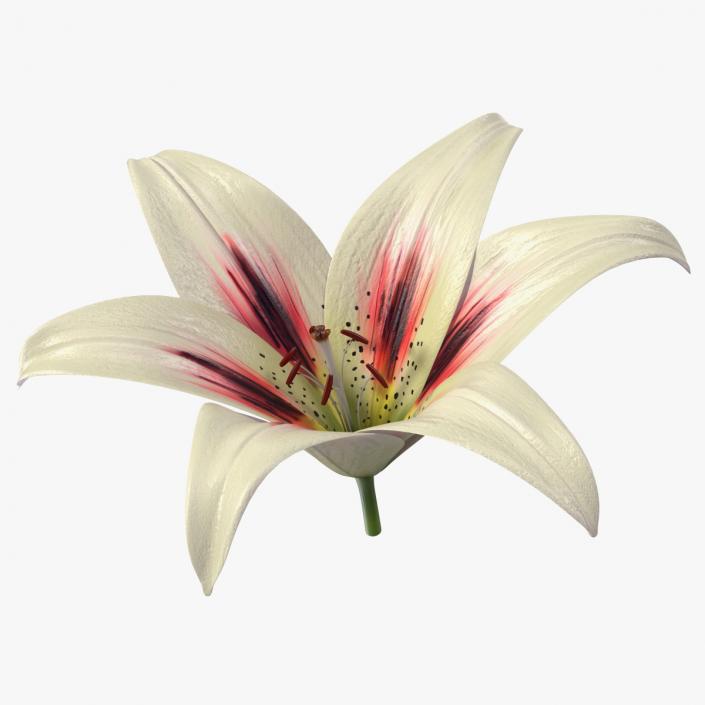 3D Realistic Lily Flower