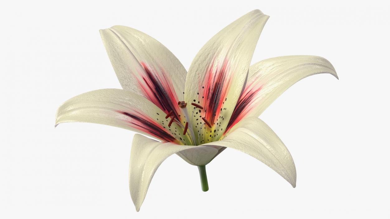 3D Realistic Lily Flower