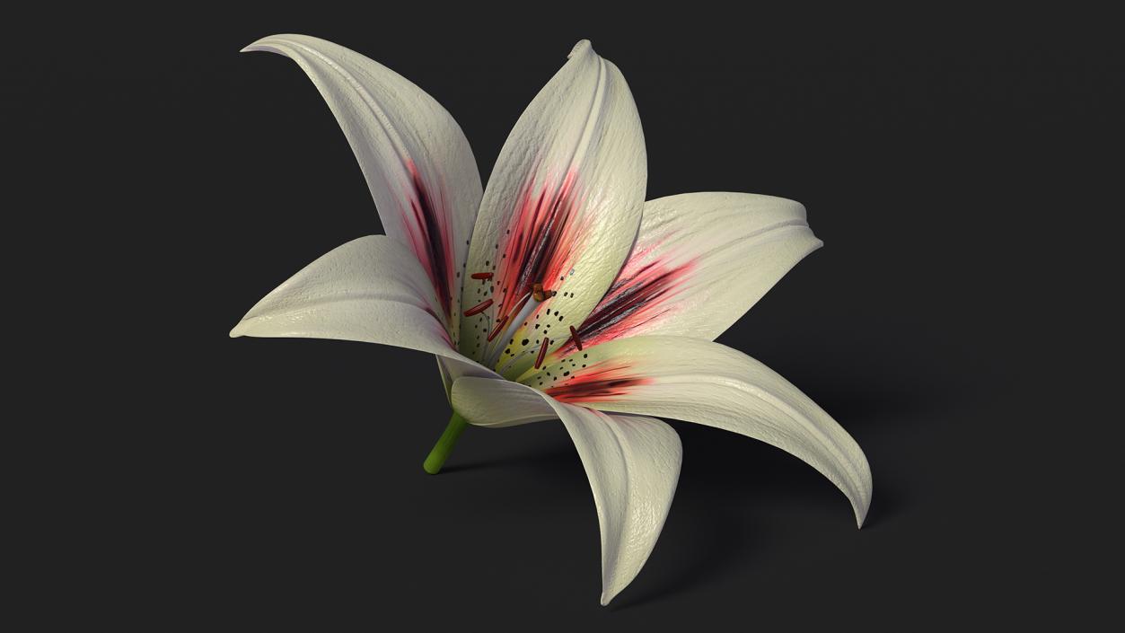 3D Realistic Lily Flower