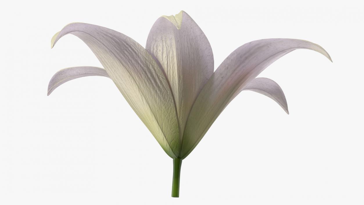 3D Realistic Lily Flower