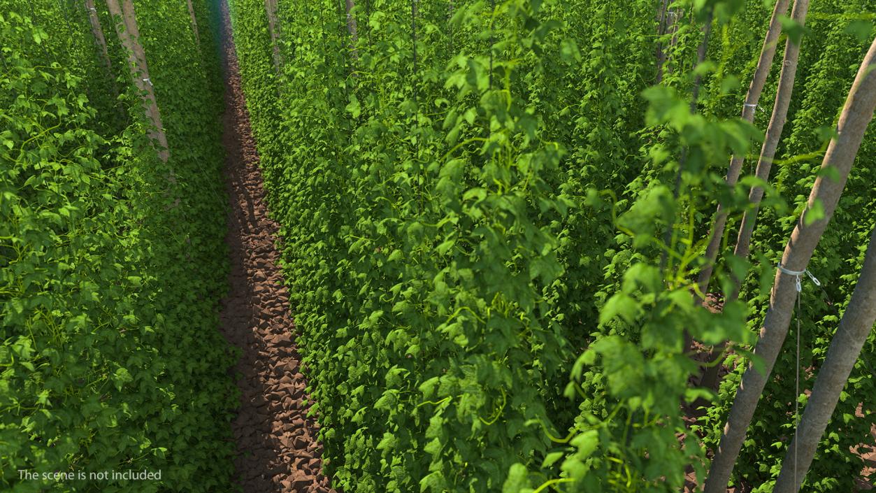 3D Growing Green Hops on the Plantation