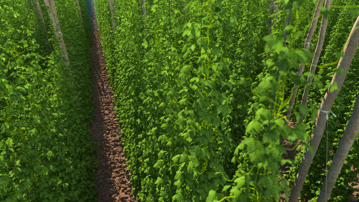 3D Growing Green Hops on the Plantation