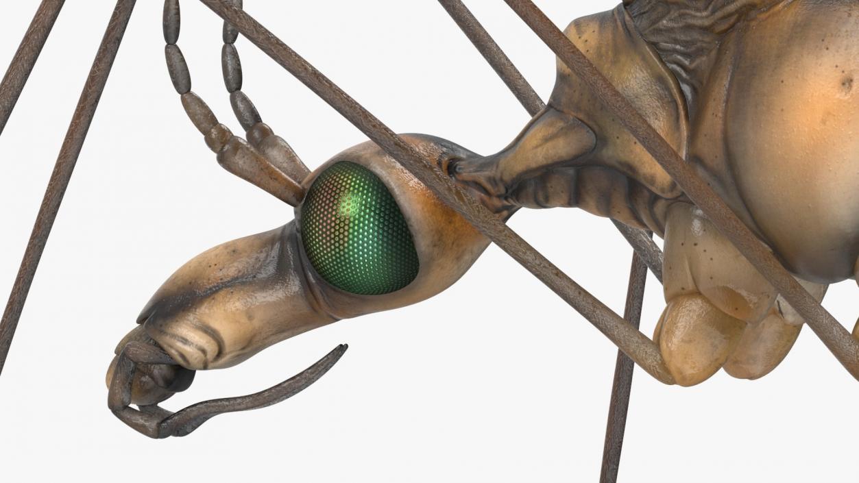 3D model Insects Collection 2