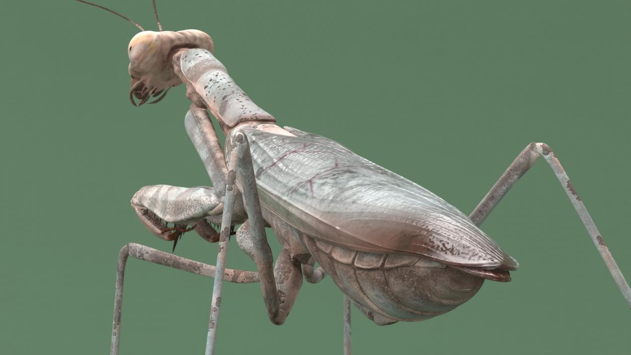 3D model Insects Collection 2