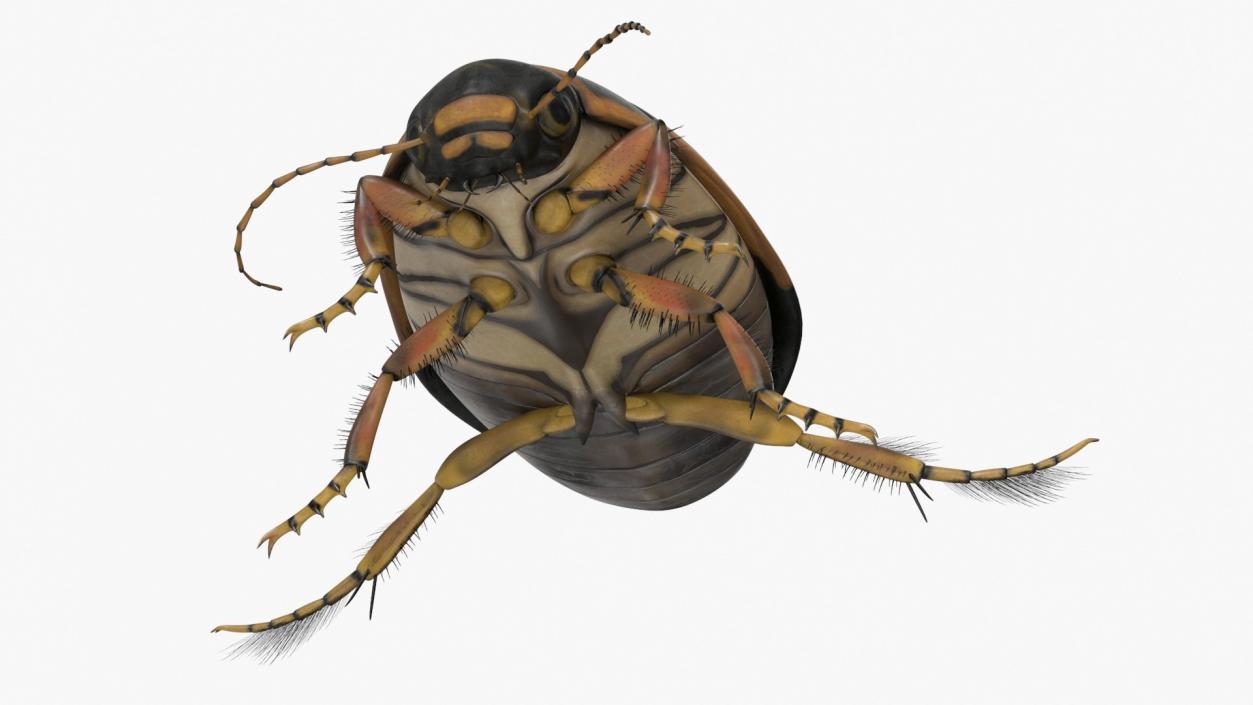 3D model Insects Collection 2