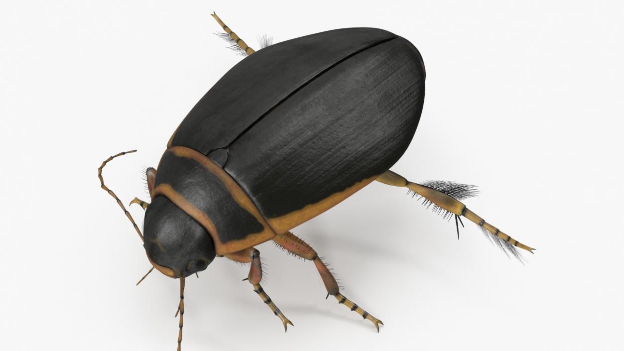 3D model Insects Collection 2