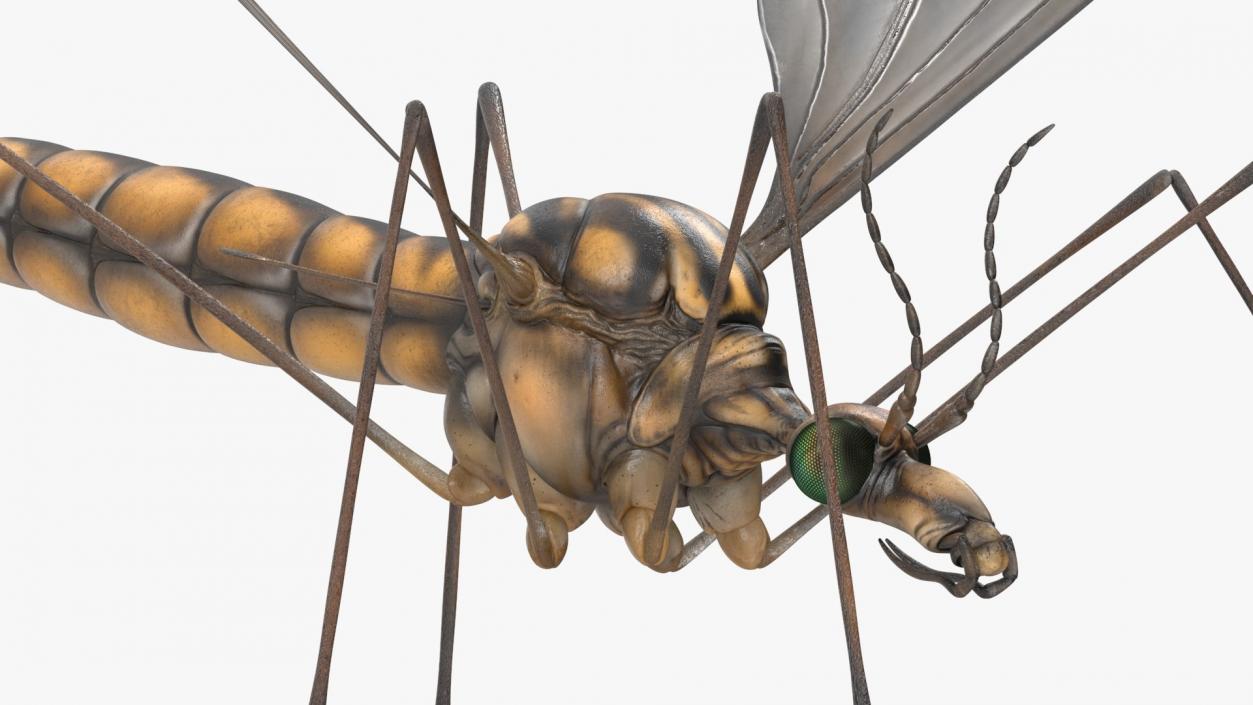 3D model Insects Collection 2