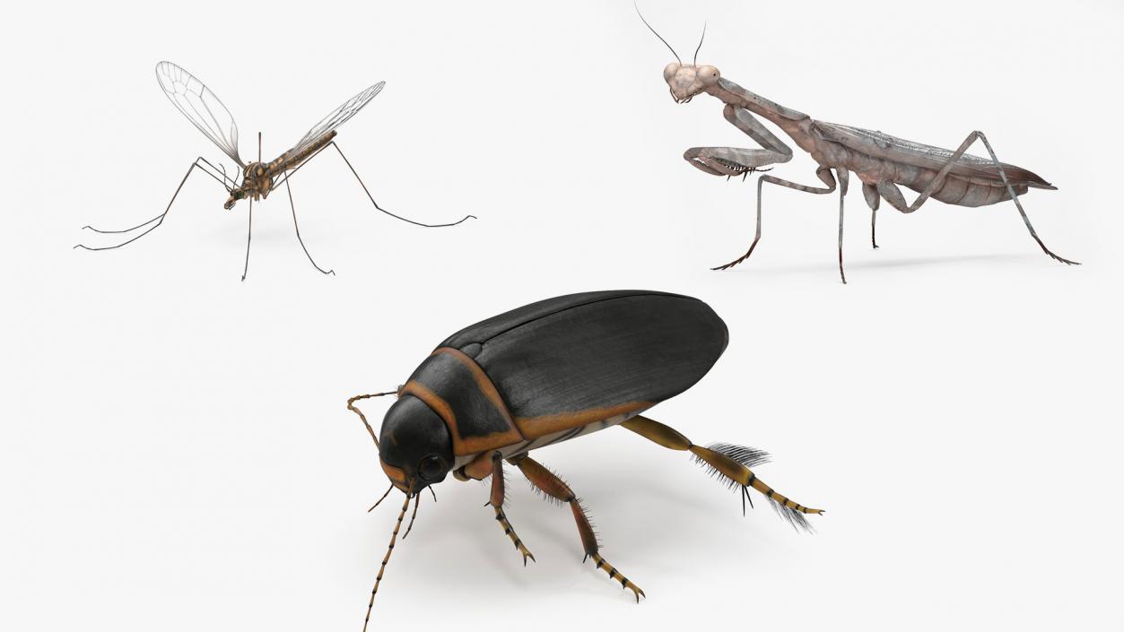 3D model Insects Collection 2