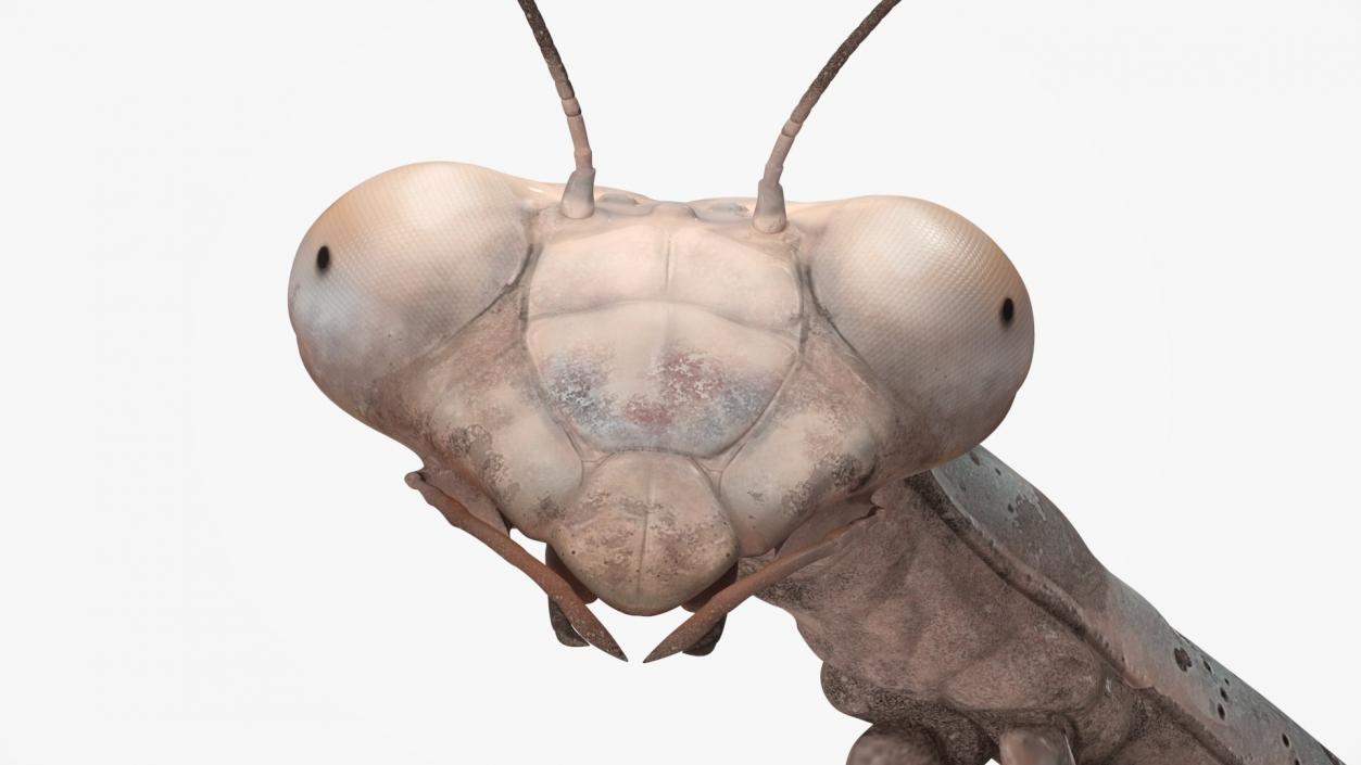 3D model Insects Collection 2