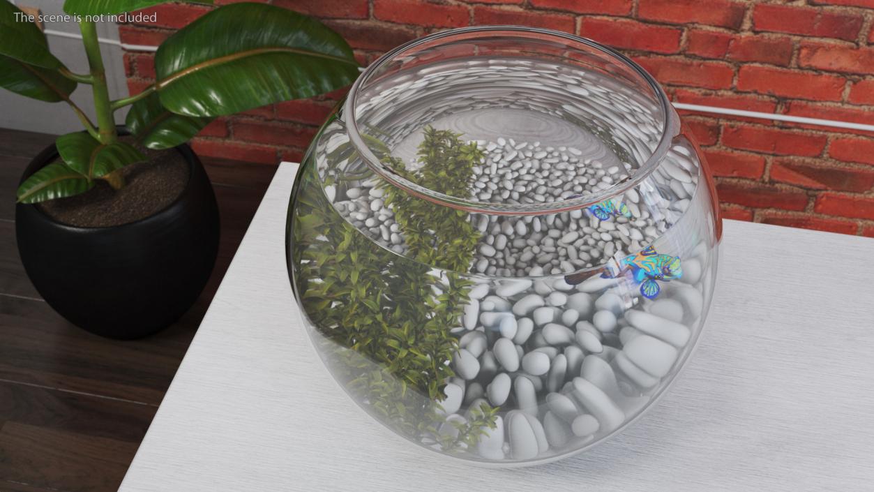 Round Aquarium with Mandarinfish 3D