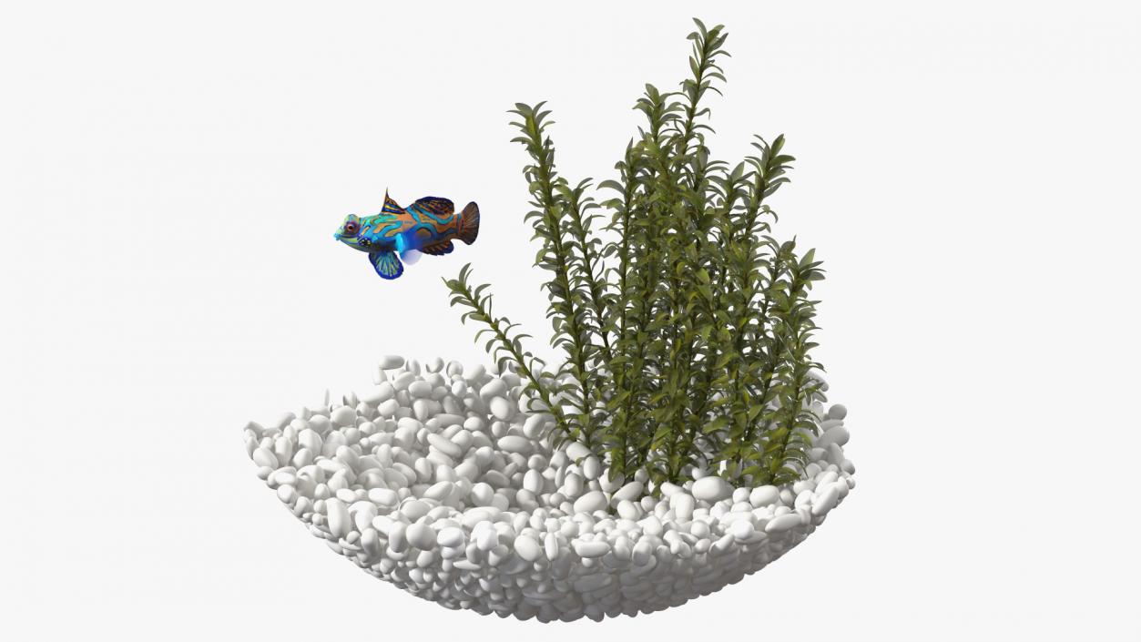 Round Aquarium with Mandarinfish 3D