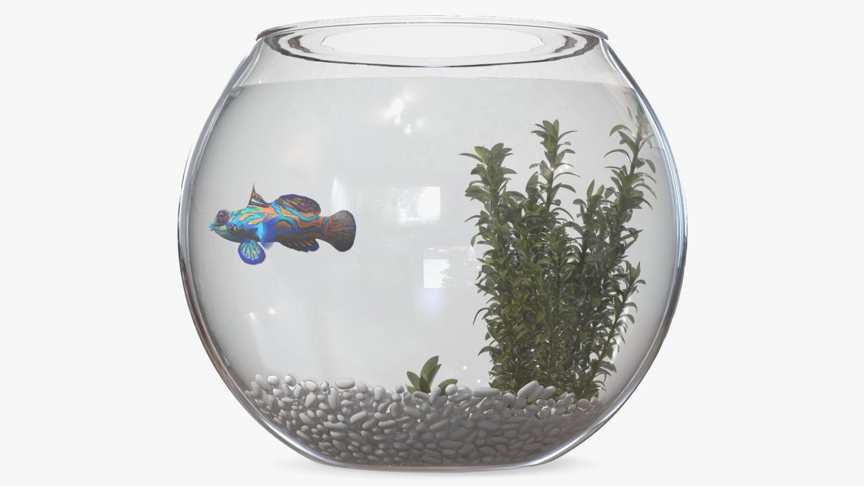 Round Aquarium with Mandarinfish 3D