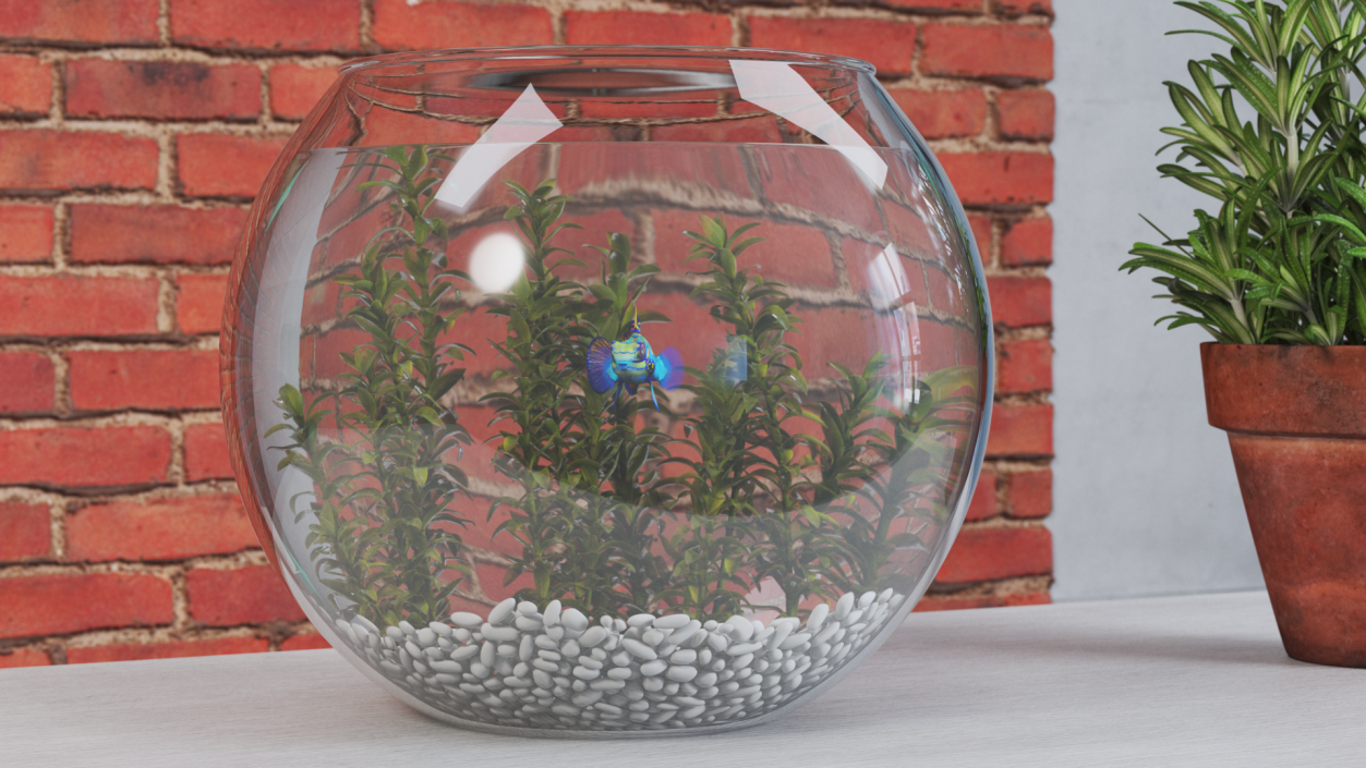 Round Aquarium with Mandarinfish 3D