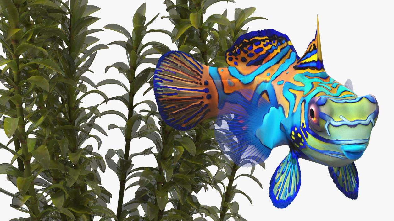 Round Aquarium with Mandarinfish 3D