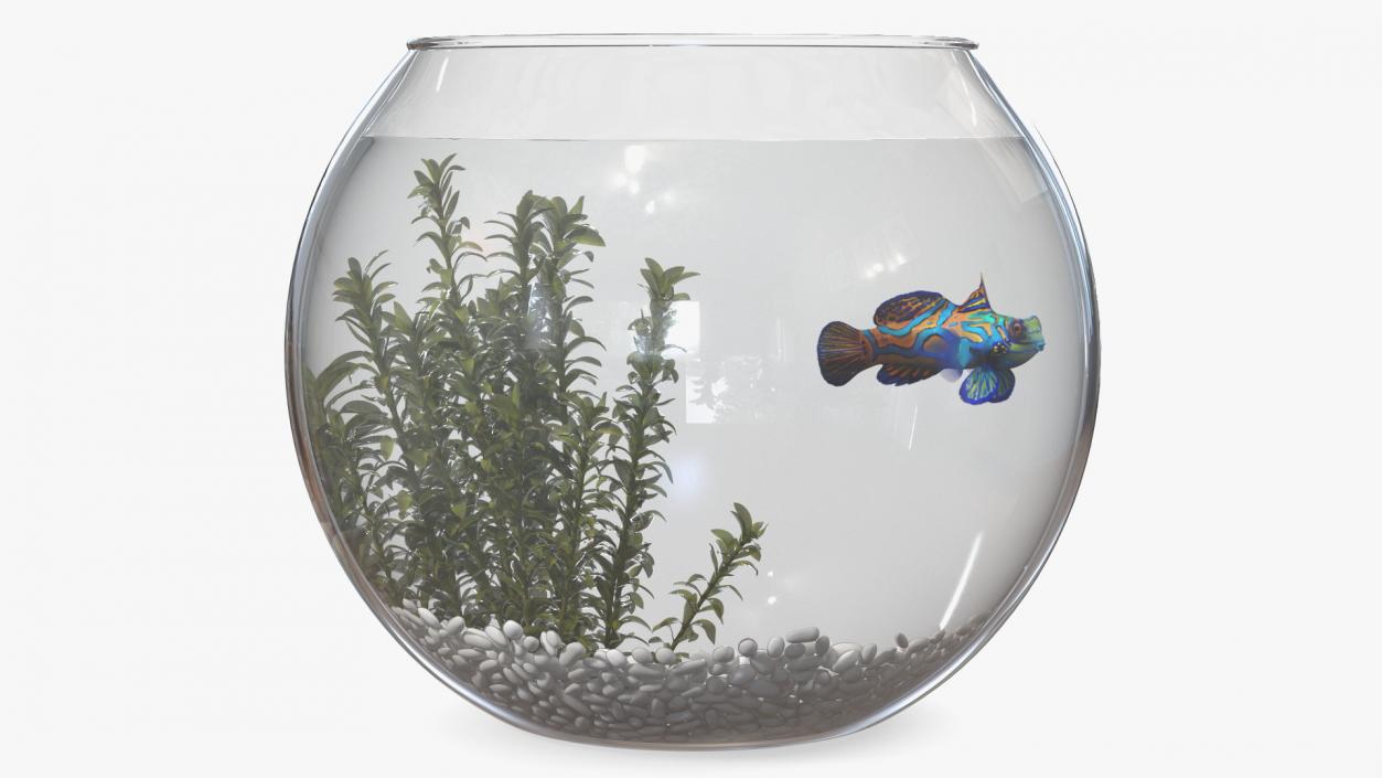 Round Aquarium with Mandarinfish 3D