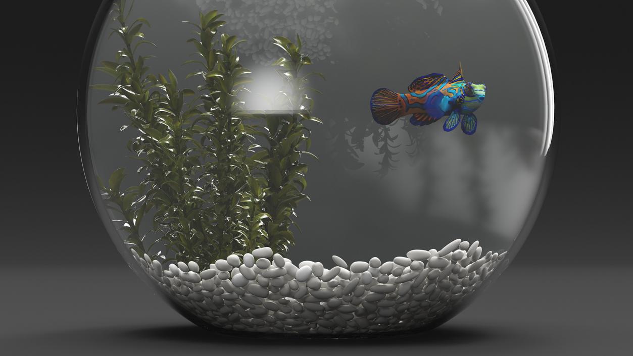 Round Aquarium with Mandarinfish 3D