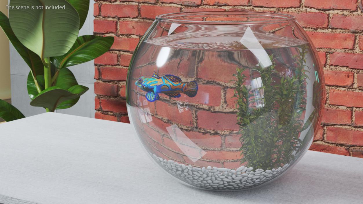 Round Aquarium with Mandarinfish 3D