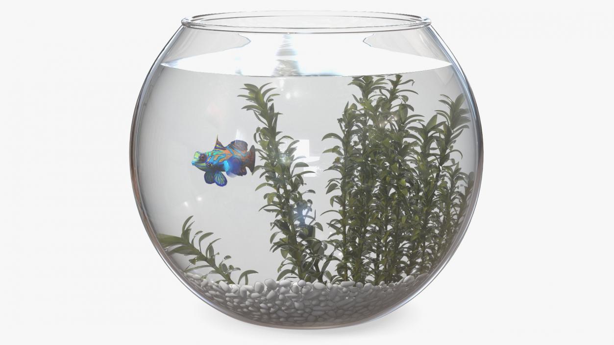 Round Aquarium with Mandarinfish 3D