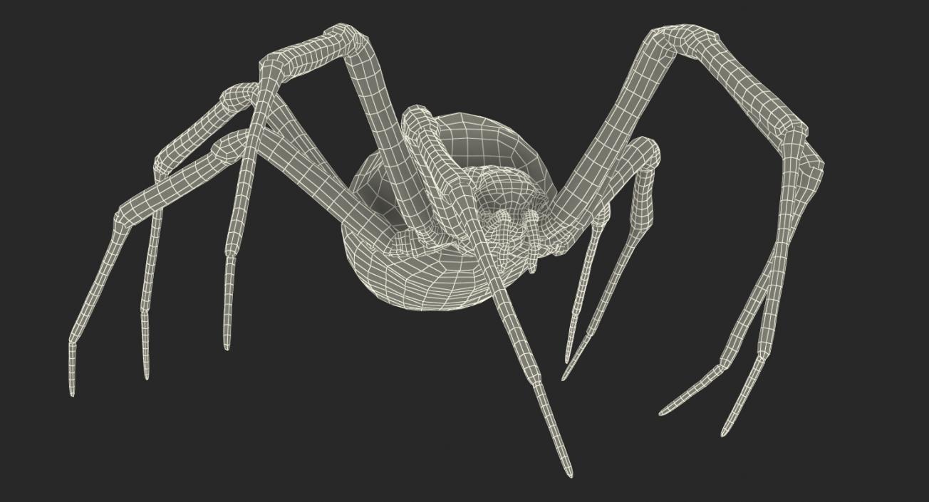 Golden Garden Spider with Fur 3D model