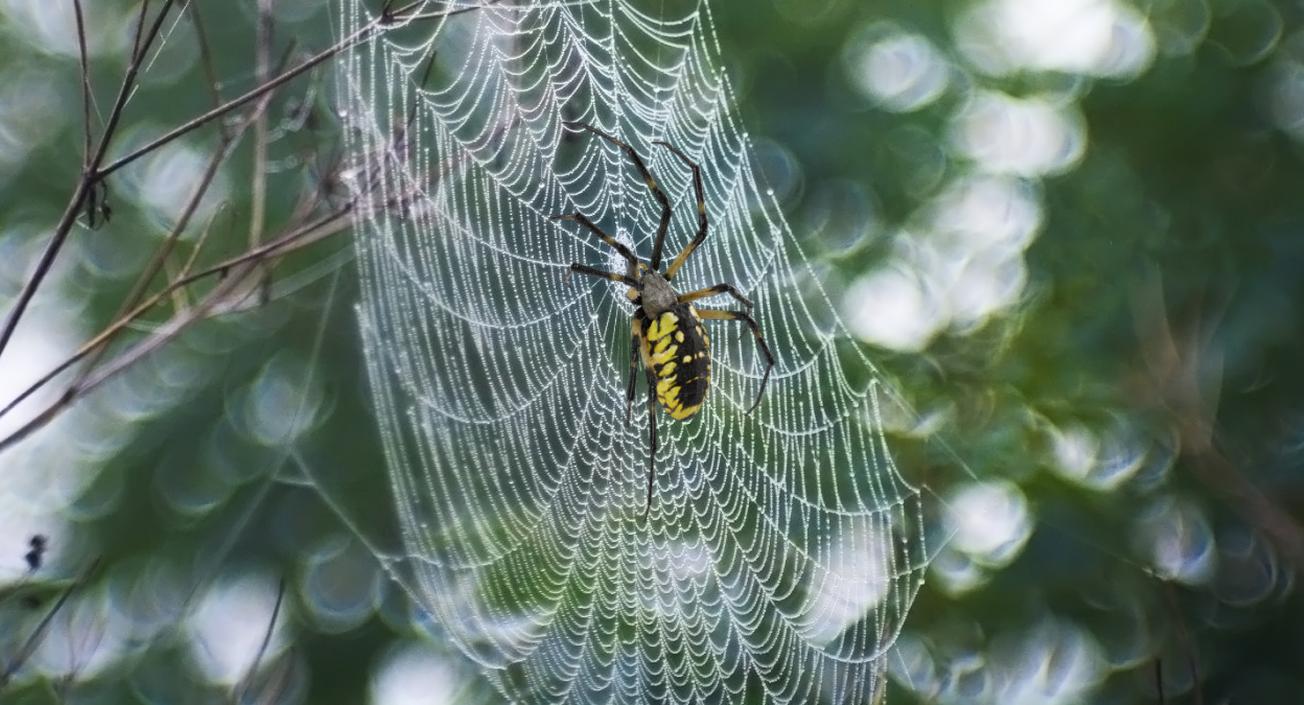 Golden Garden Spider with Fur 3D model