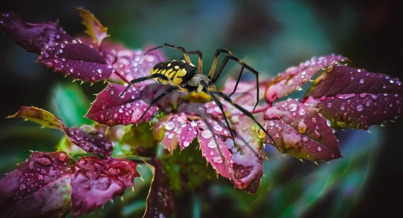 Golden Garden Spider with Fur 3D model