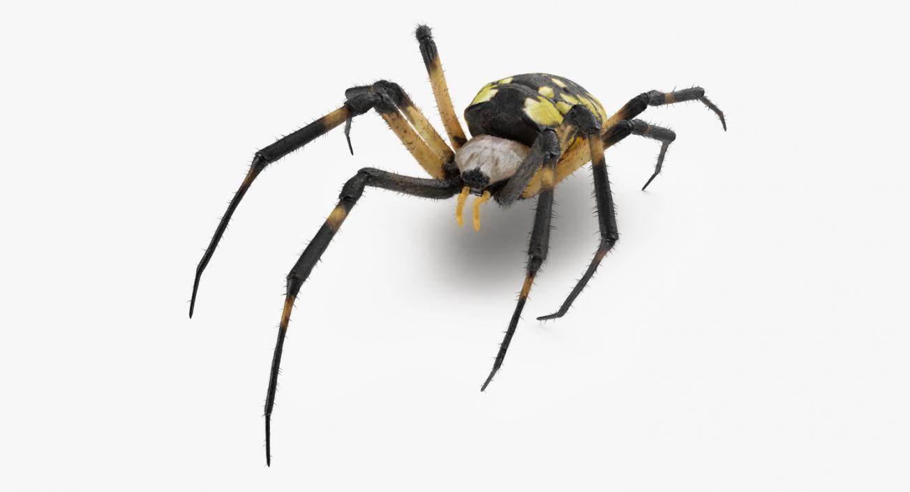 Golden Garden Spider with Fur 3D model