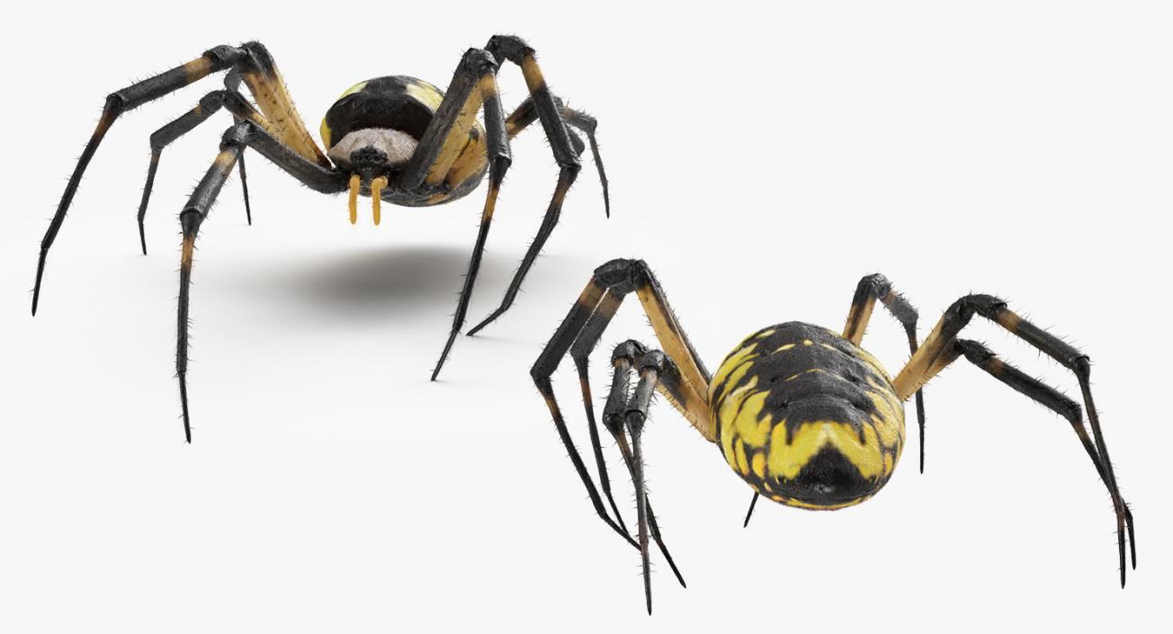 Golden Garden Spider with Fur 3D model