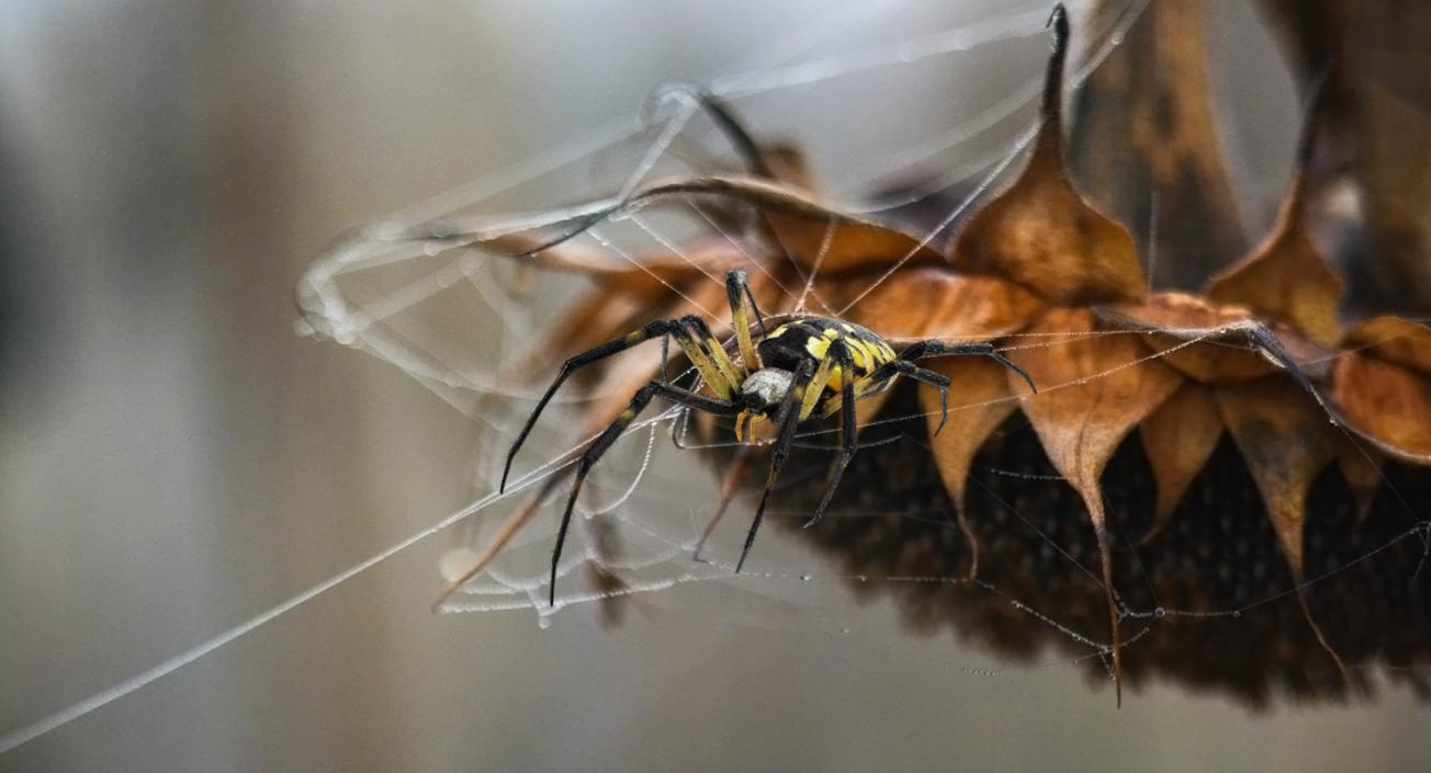 Golden Garden Spider with Fur 3D model