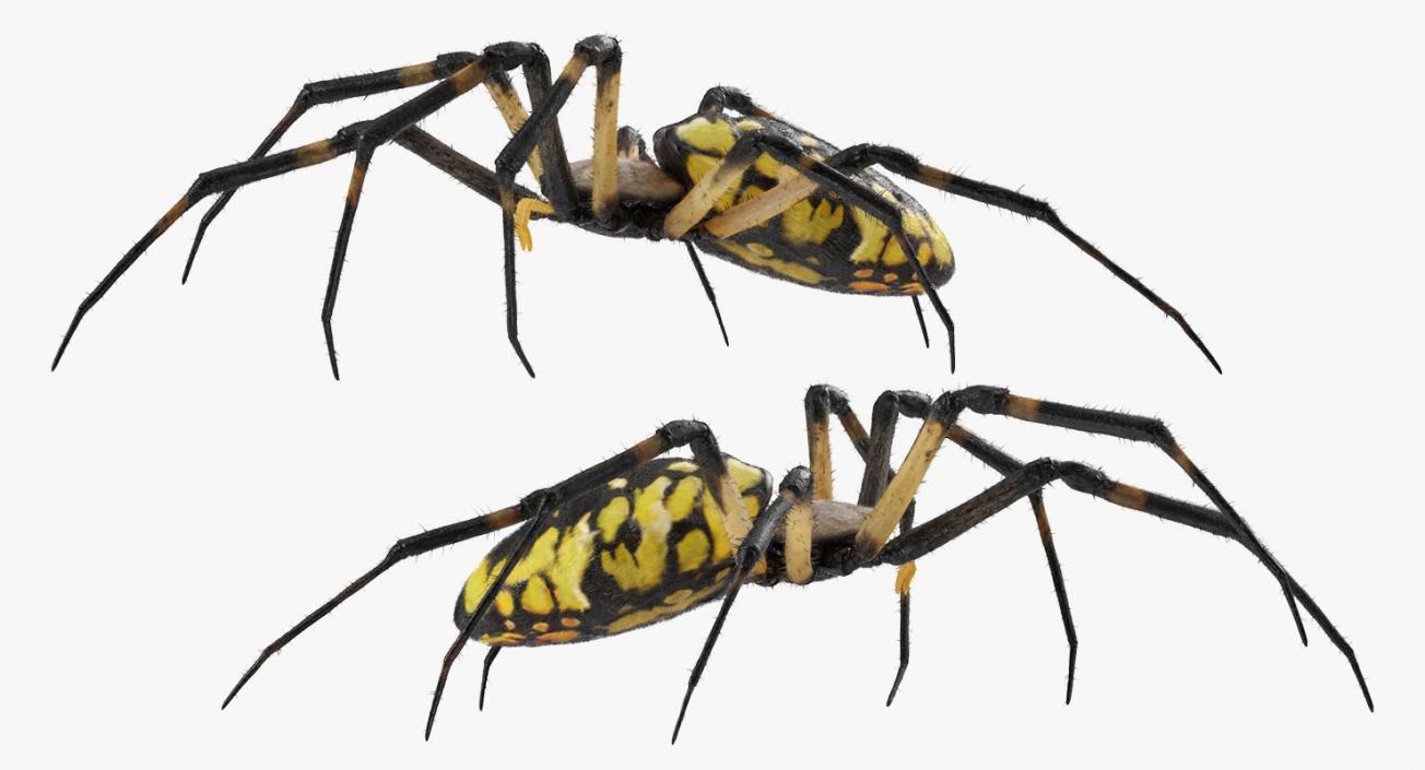 Golden Garden Spider with Fur 3D model