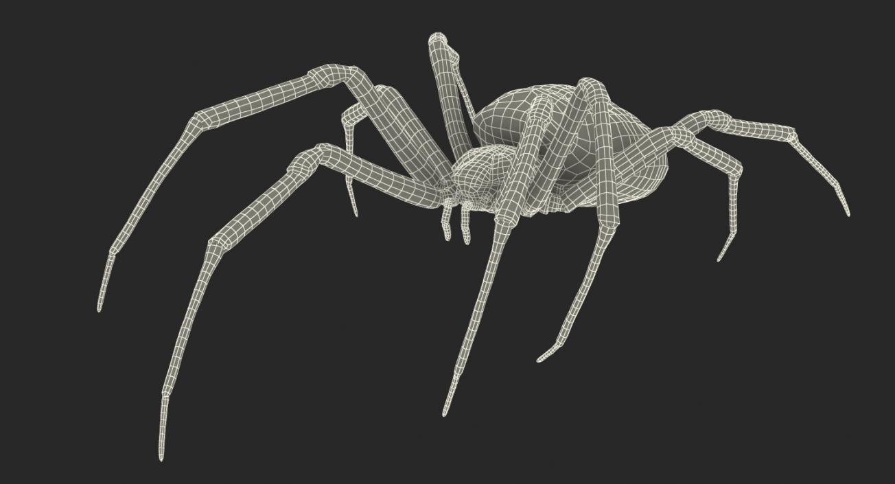 Golden Garden Spider with Fur 3D model