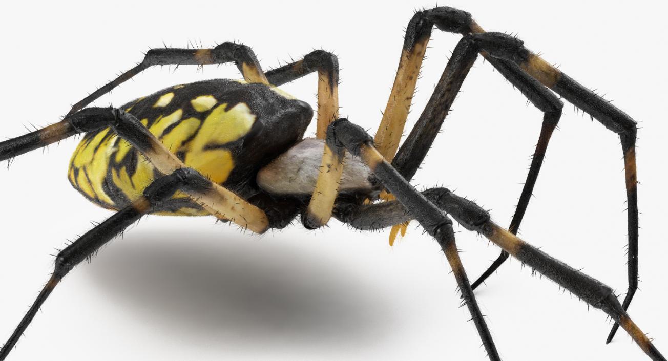 Golden Garden Spider with Fur 3D model