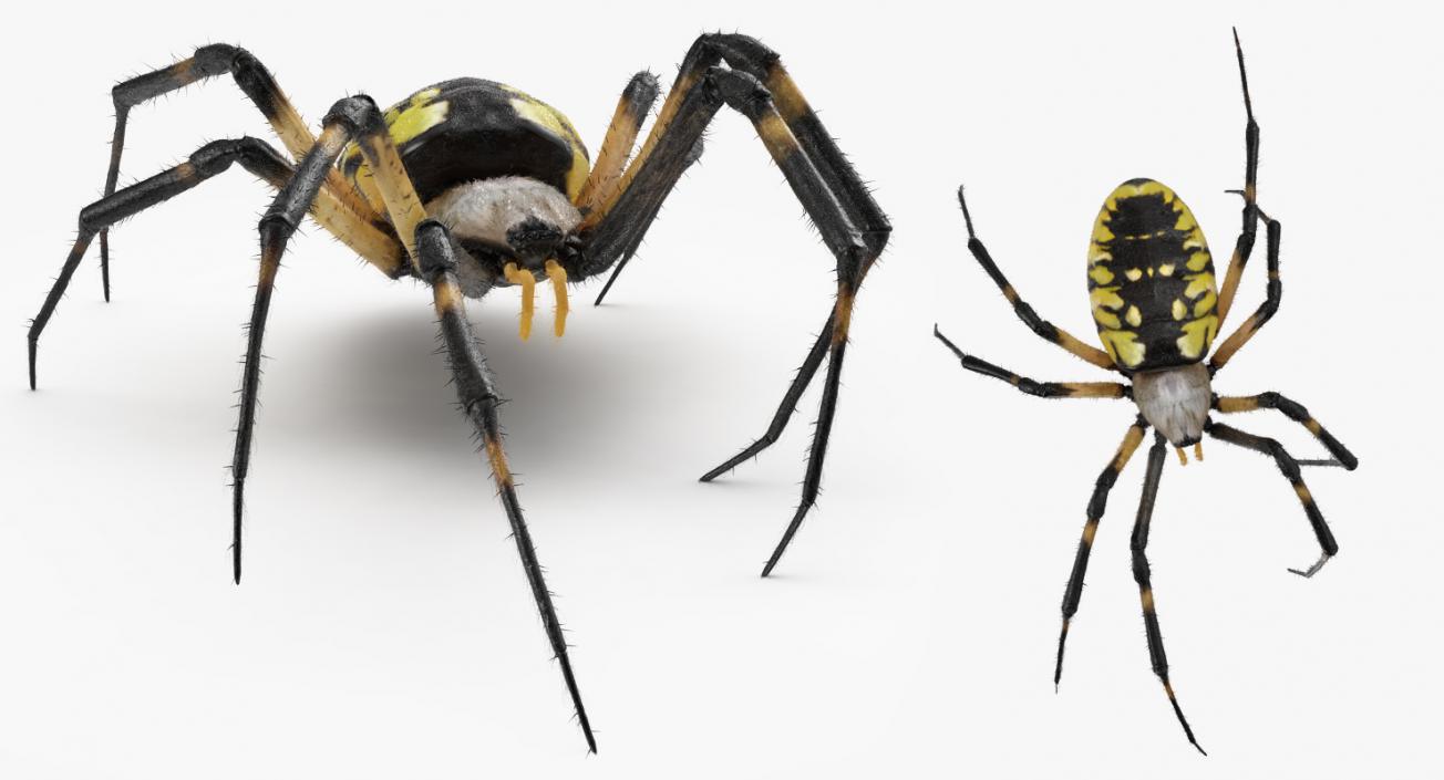 Golden Garden Spider with Fur 3D model