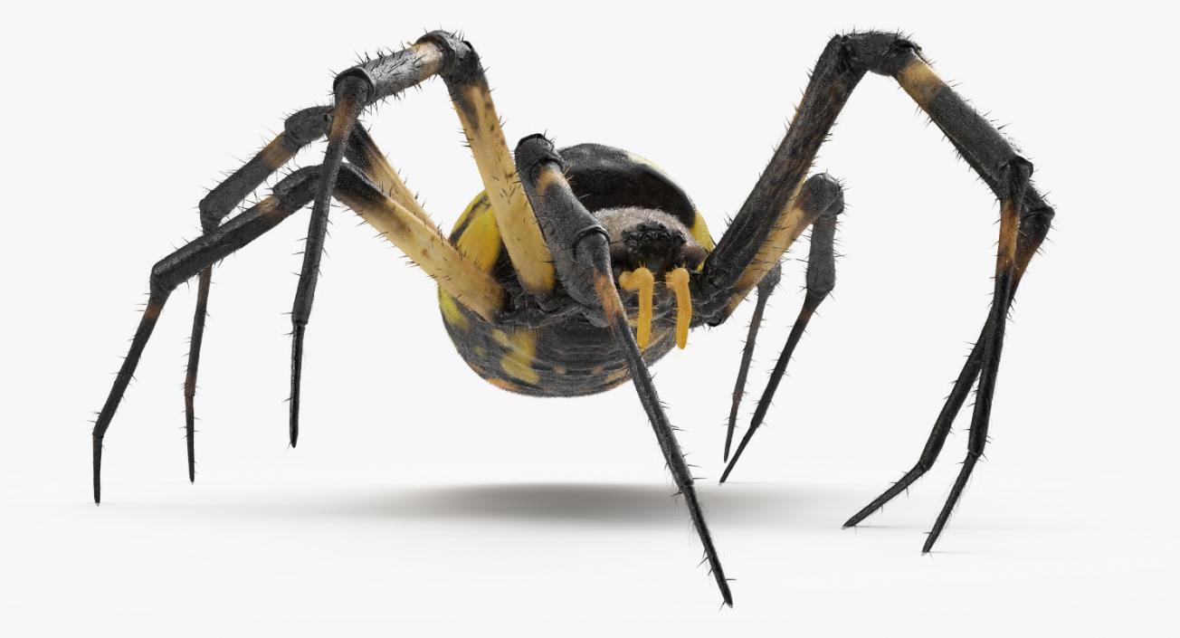 Golden Garden Spider with Fur 3D model