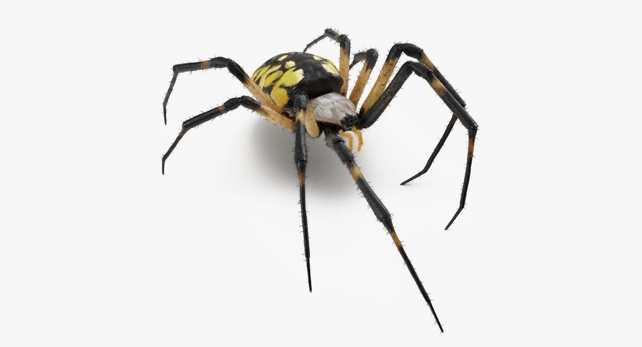 Golden Garden Spider with Fur 3D model