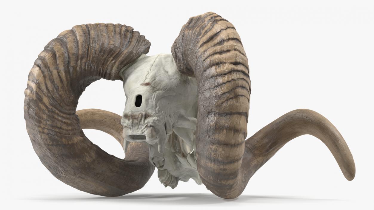 3D model Ram Skull with Dark Horns