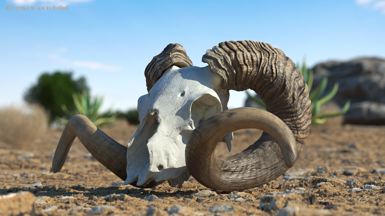 3D model Ram Skull with Dark Horns