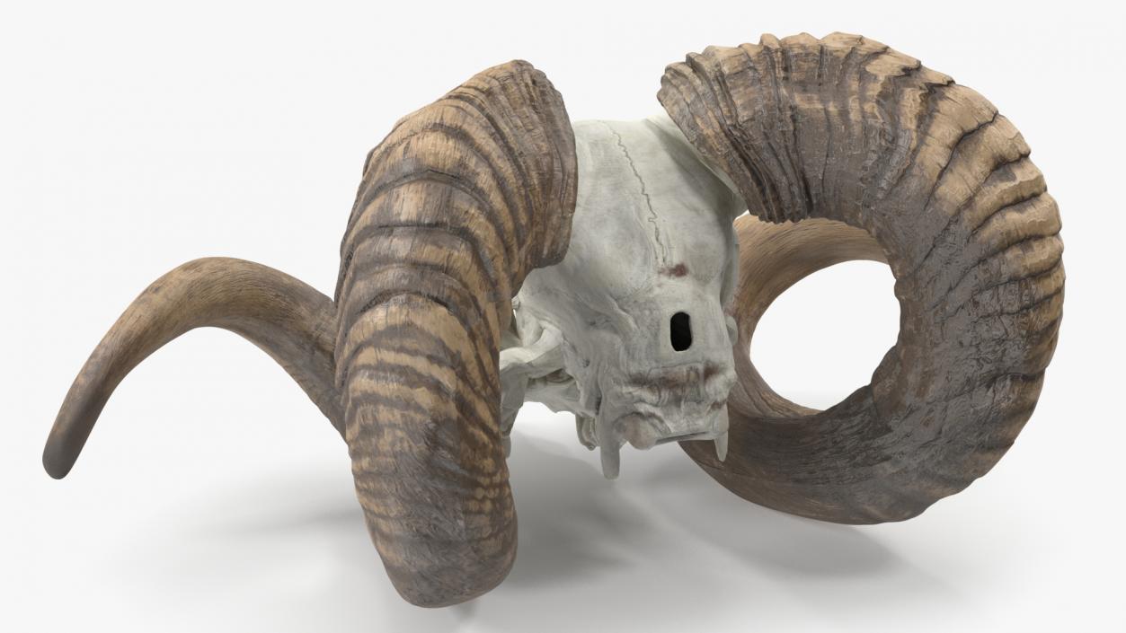 3D model Ram Skull with Dark Horns