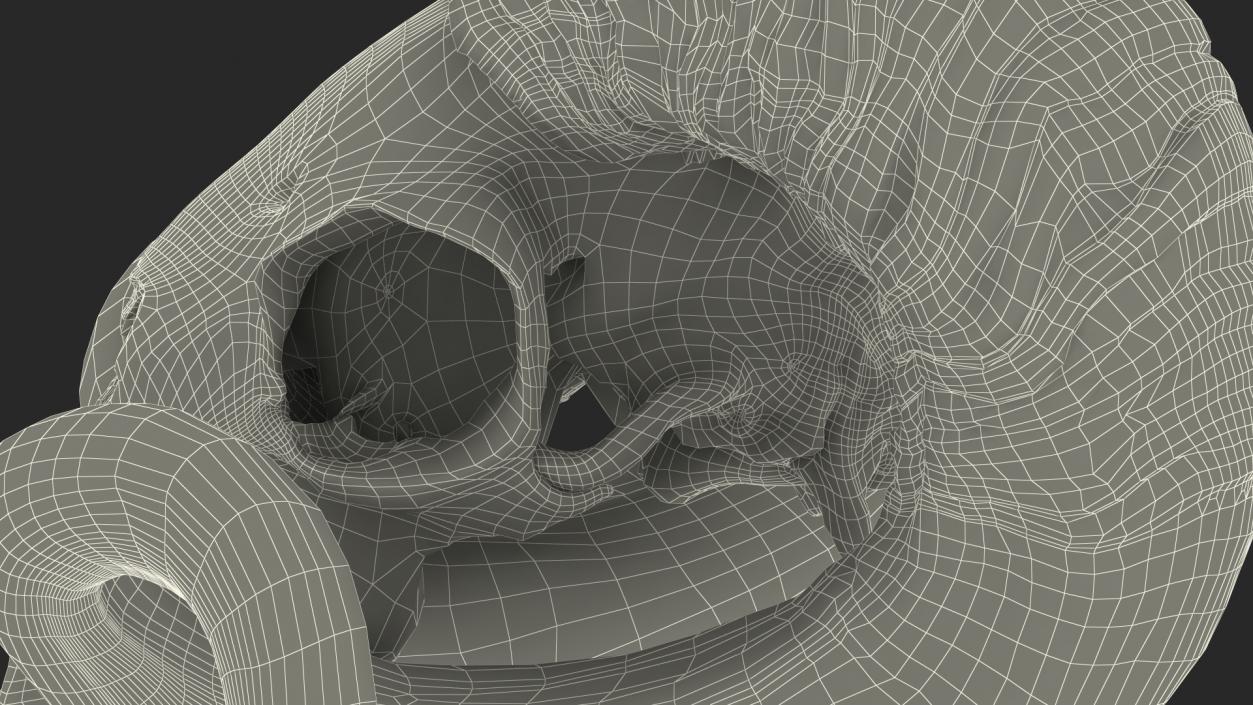 3D model Ram Skull with Dark Horns