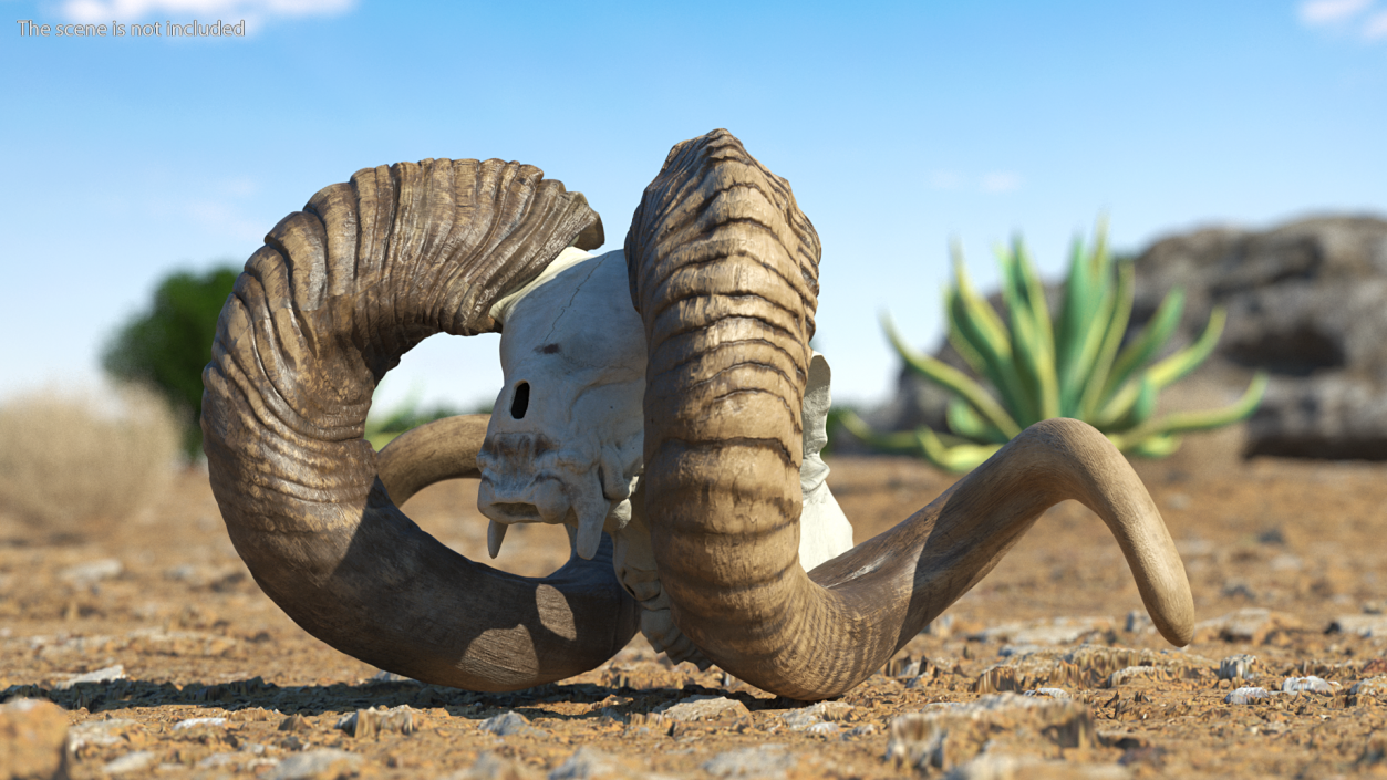 3D model Ram Skull with Dark Horns