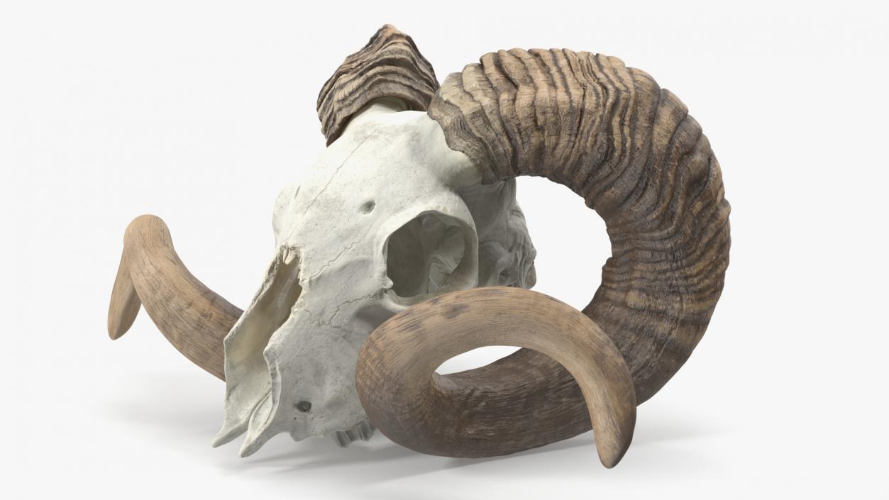 3D model Ram Skull with Dark Horns