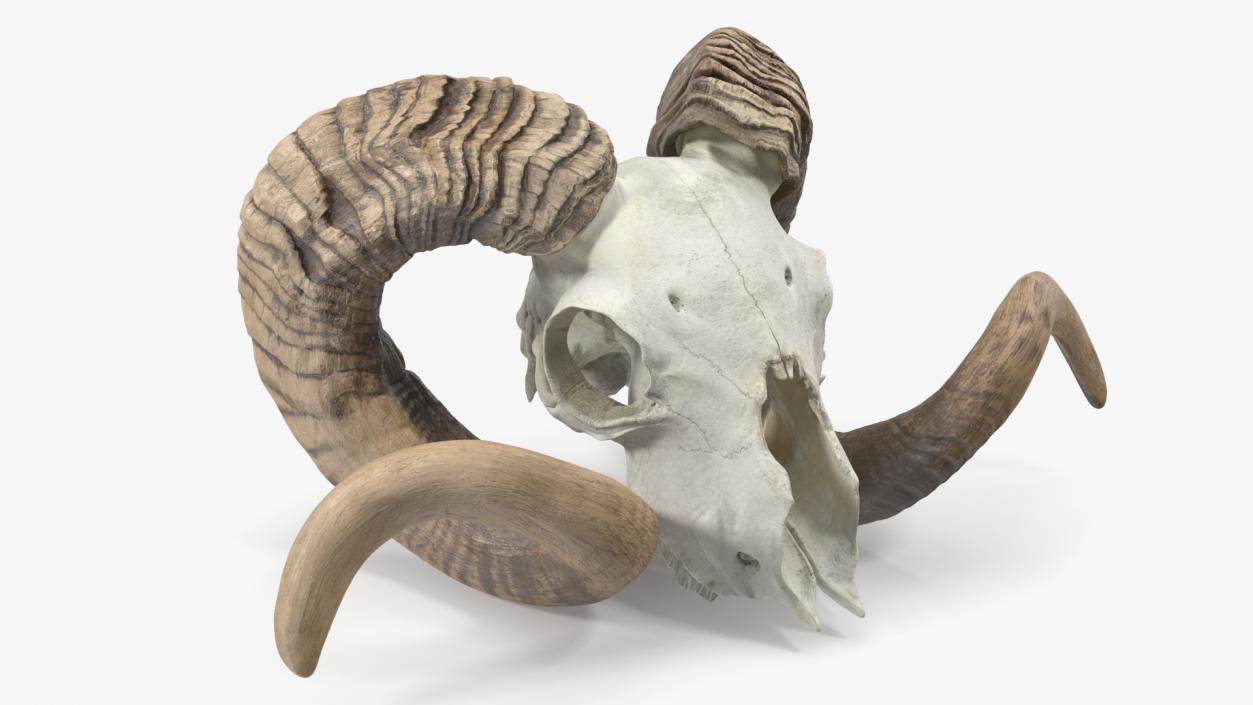 3D model Ram Skull with Dark Horns