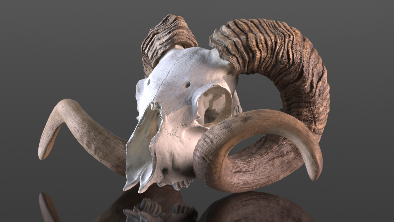 3D model Ram Skull with Dark Horns