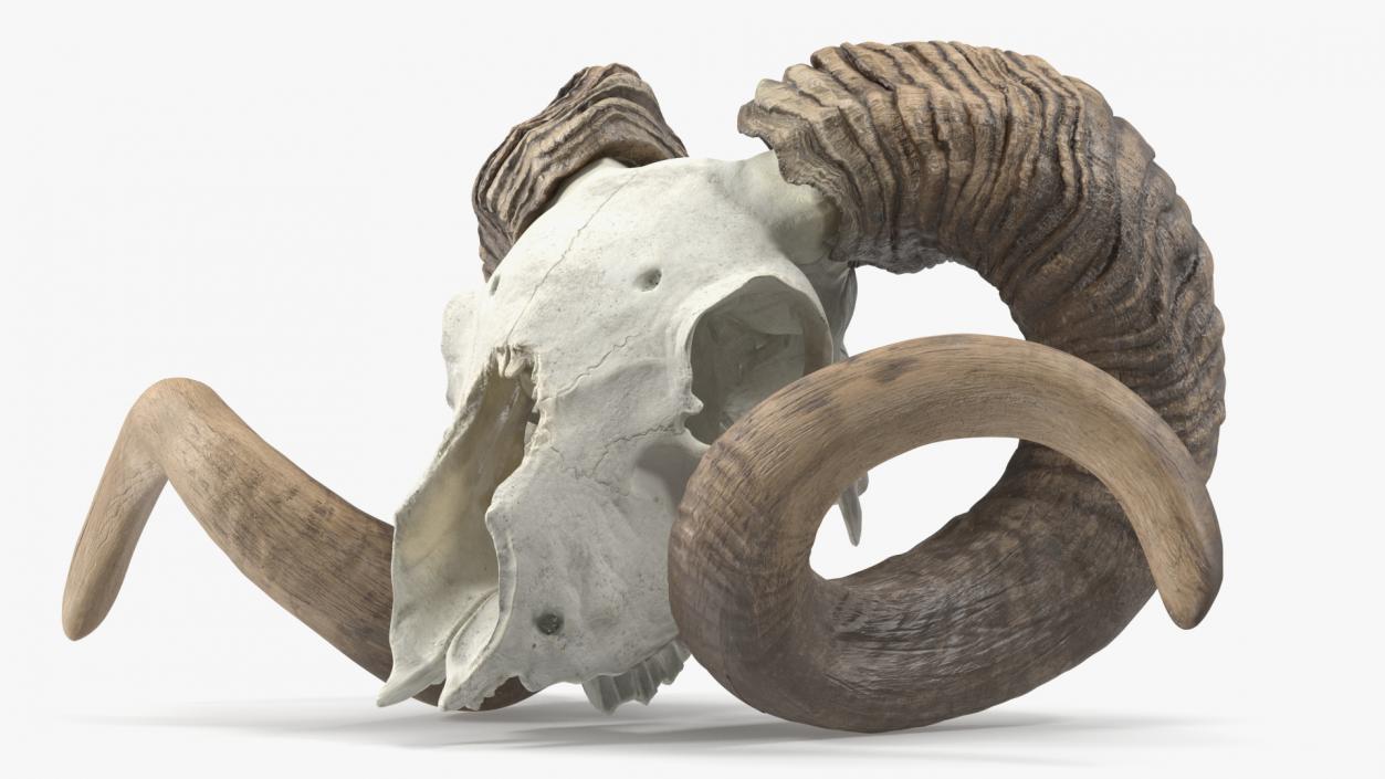 3D model Ram Skull with Dark Horns