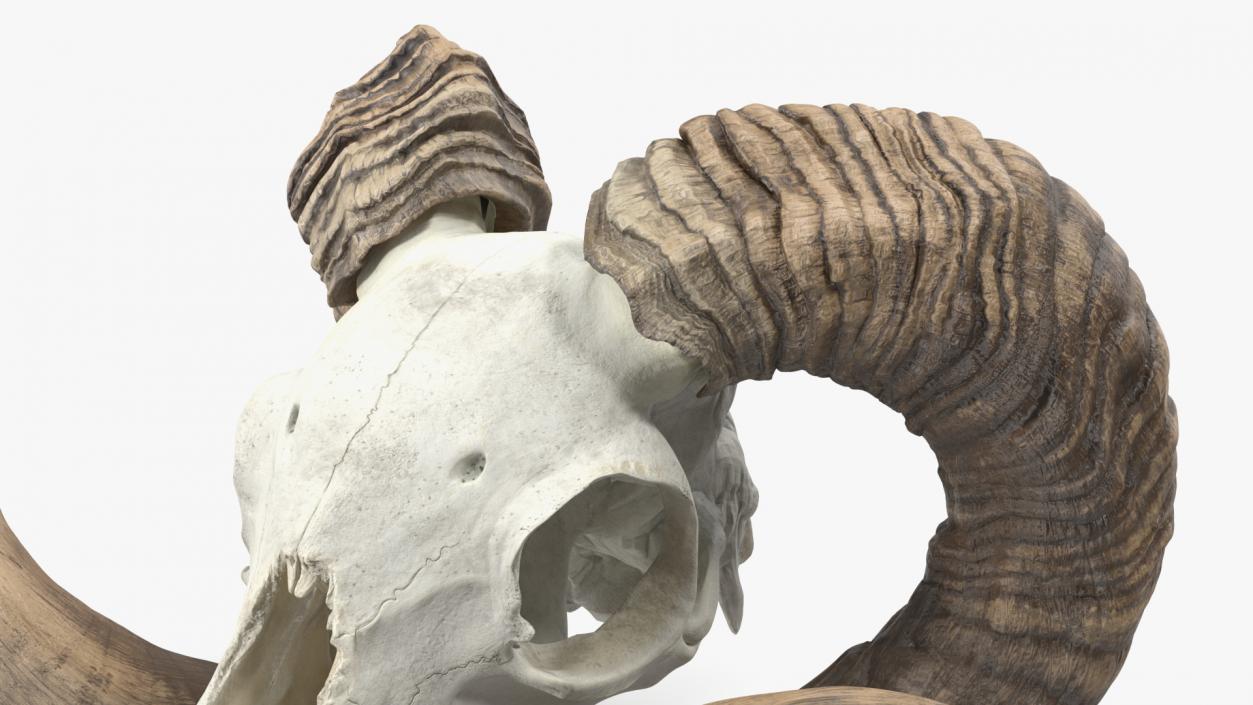 3D model Ram Skull with Dark Horns