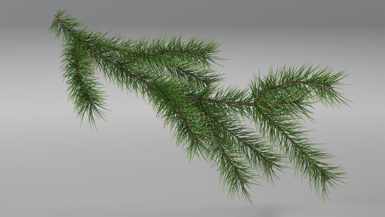 3D Branches Collection 4